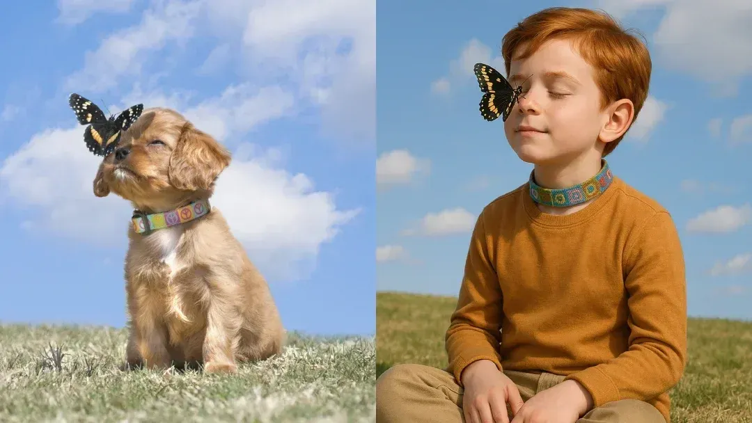 pet to human example